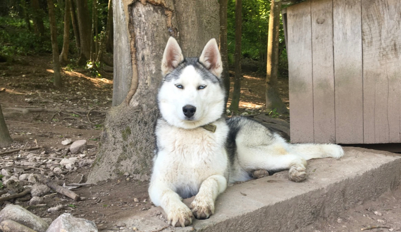 Husky loup chien de traineau