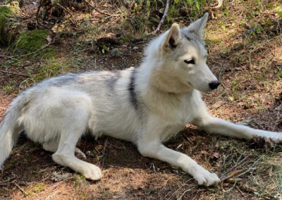 Husky Du Vercors Elevage De Chiot Husky Lof Portees Ete 21