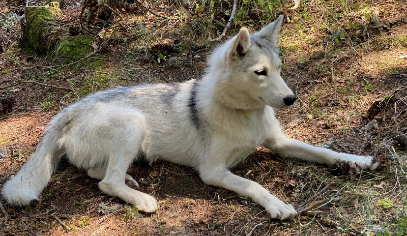 Mère de jeune chiots Husky à vendre