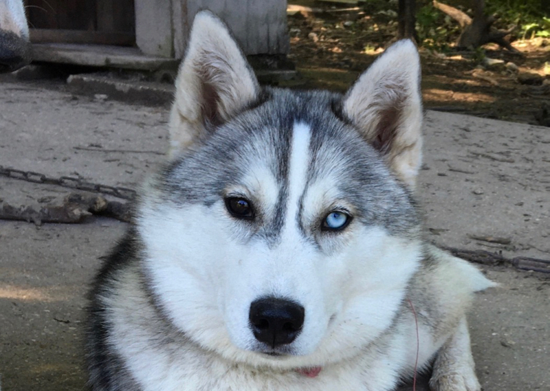 Mère de jeune chiots Husky à vendre