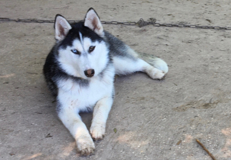 pooky-husky-noire-et-blanche-elevage-du-vercors