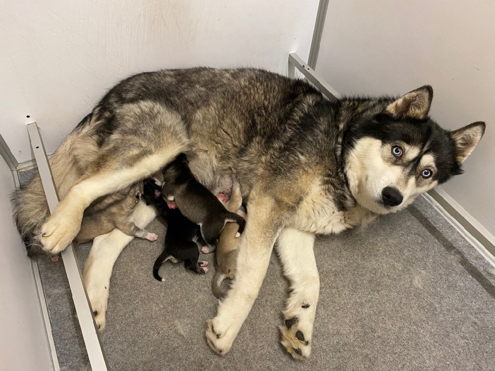 Femelle Loovka de Husky du Vercors Agouti yeux bleus