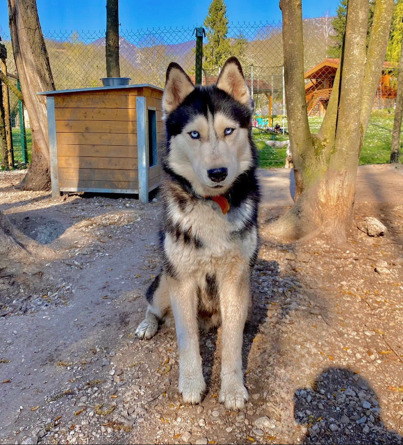 Etalon Husky sibérien LOF Indy de Husky du Vercors