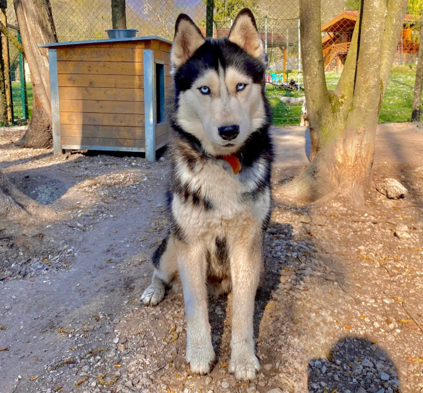 Etalon Hélios de Husky du Vercors