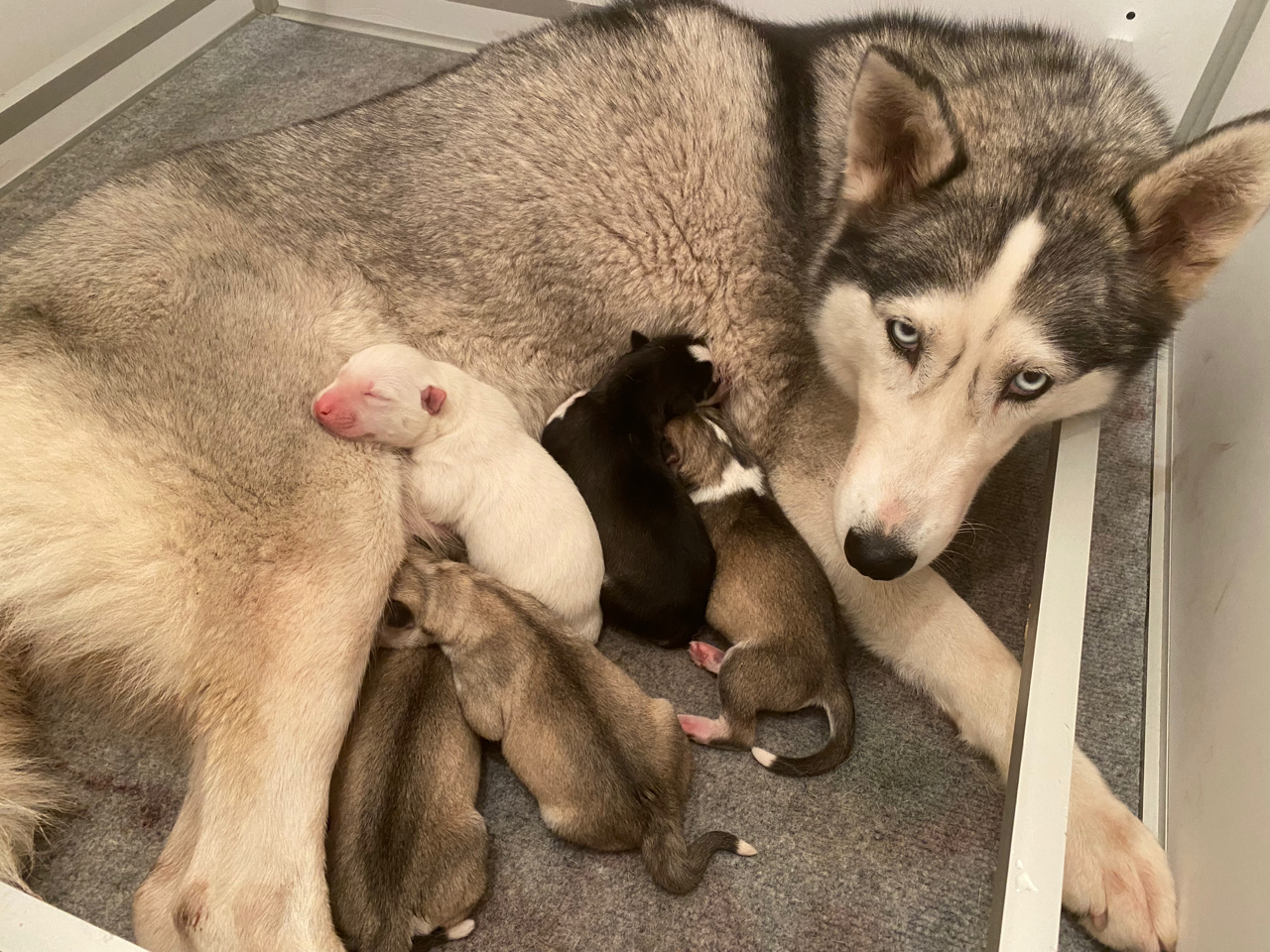 Chiot Husky LOF