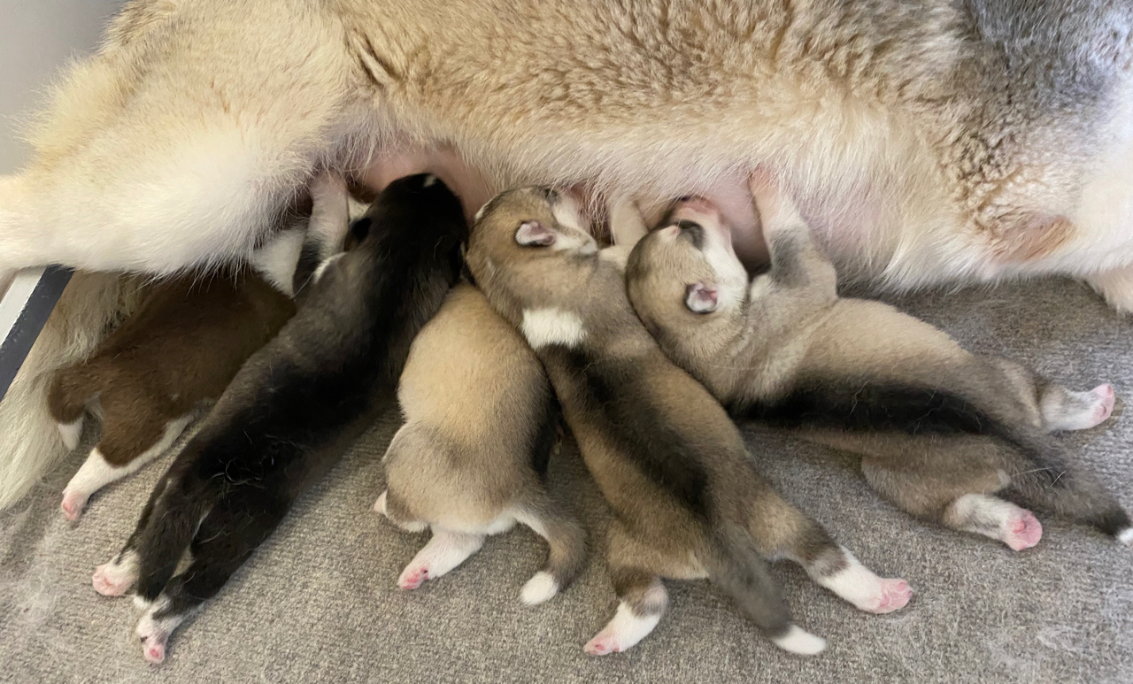 IMG_4070 Chiot Husky LOF