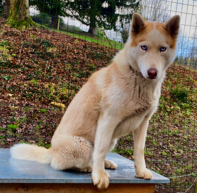 Inna de Husky du Vercors