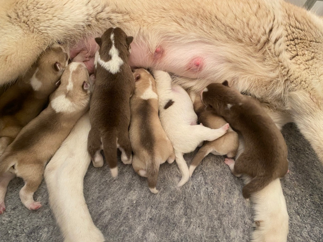 Chiot Husky LOF