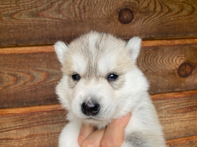 Femelle Gris Loup
