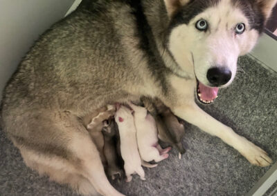 Nouchka & Odin