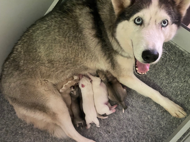 Nouchka & Odin