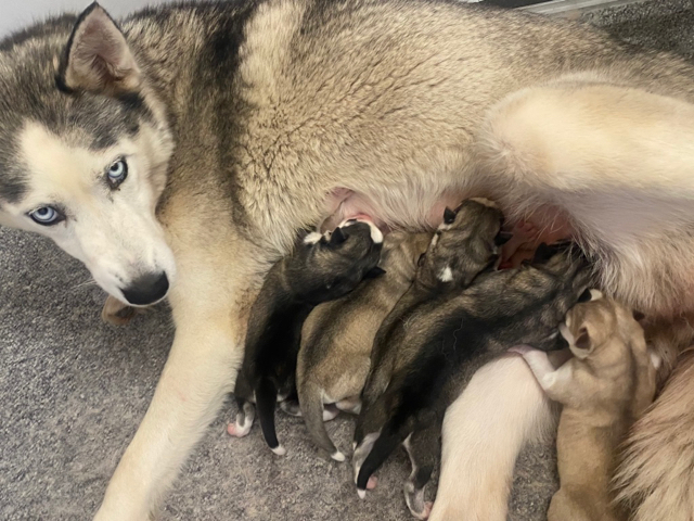 Païga & Odin