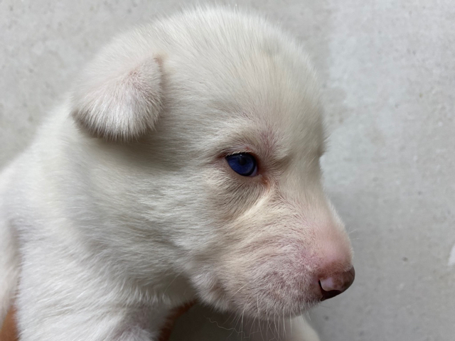 Mâle Blanc yeux bleus