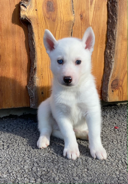 Mâle Blanc yeux vairons