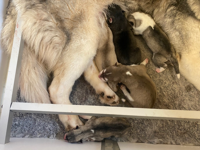 IMG_3852 Chiot Husky LOF