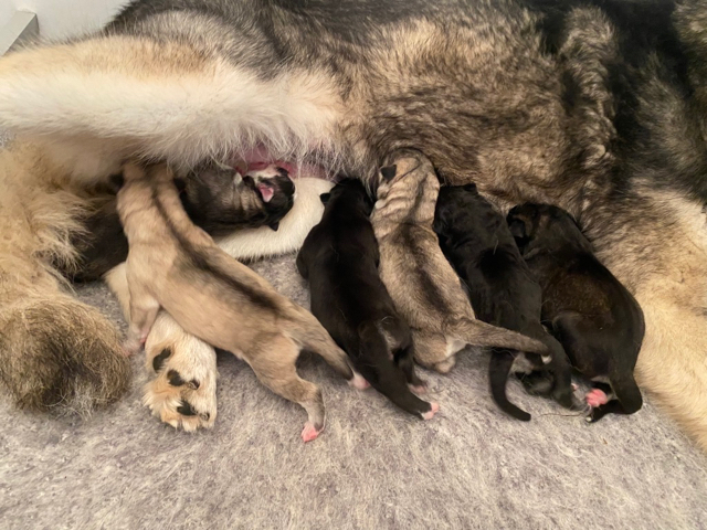 Inna de Husky du Vercors