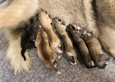 Vaya & Orion mai 2026