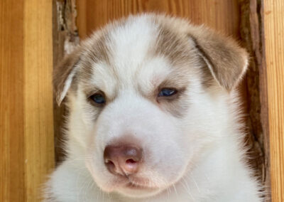 Femelle 1 de Fidji & Orion : rousse yeux bleus