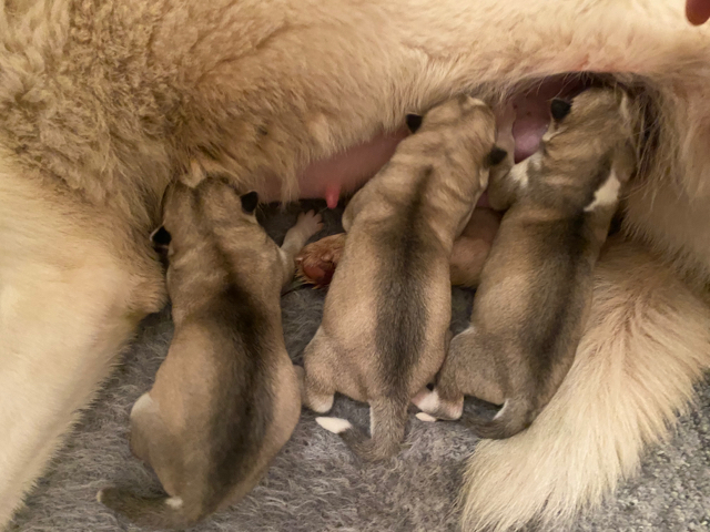 Femelle Oundra de Husky du Vercors blanche yeux bleus