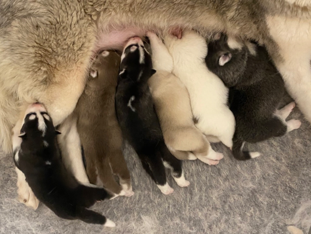 IMG_7968 Chiot Husky LOF