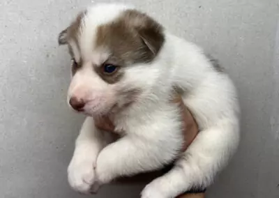 Femelle Pinto de Polka & Orion