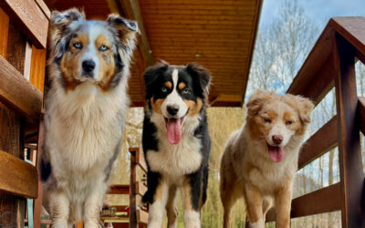 Husky VS Berger Australien