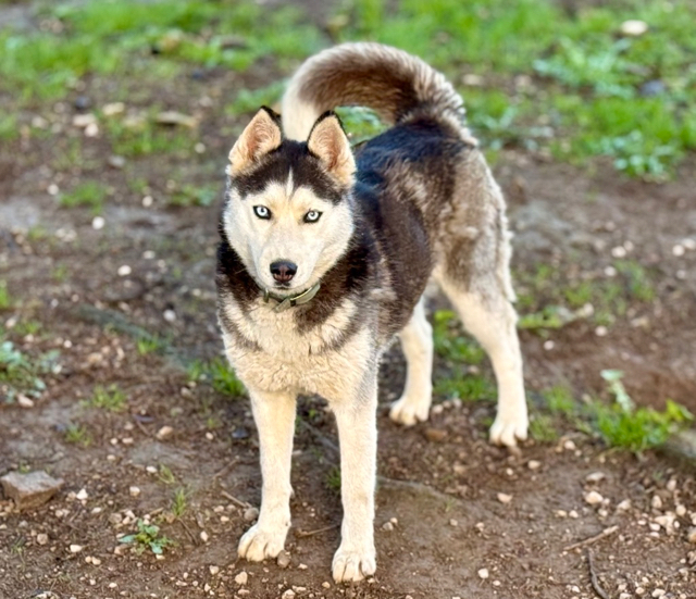 Femelle Oundra de Husky du Vercors blanche yeux bleus