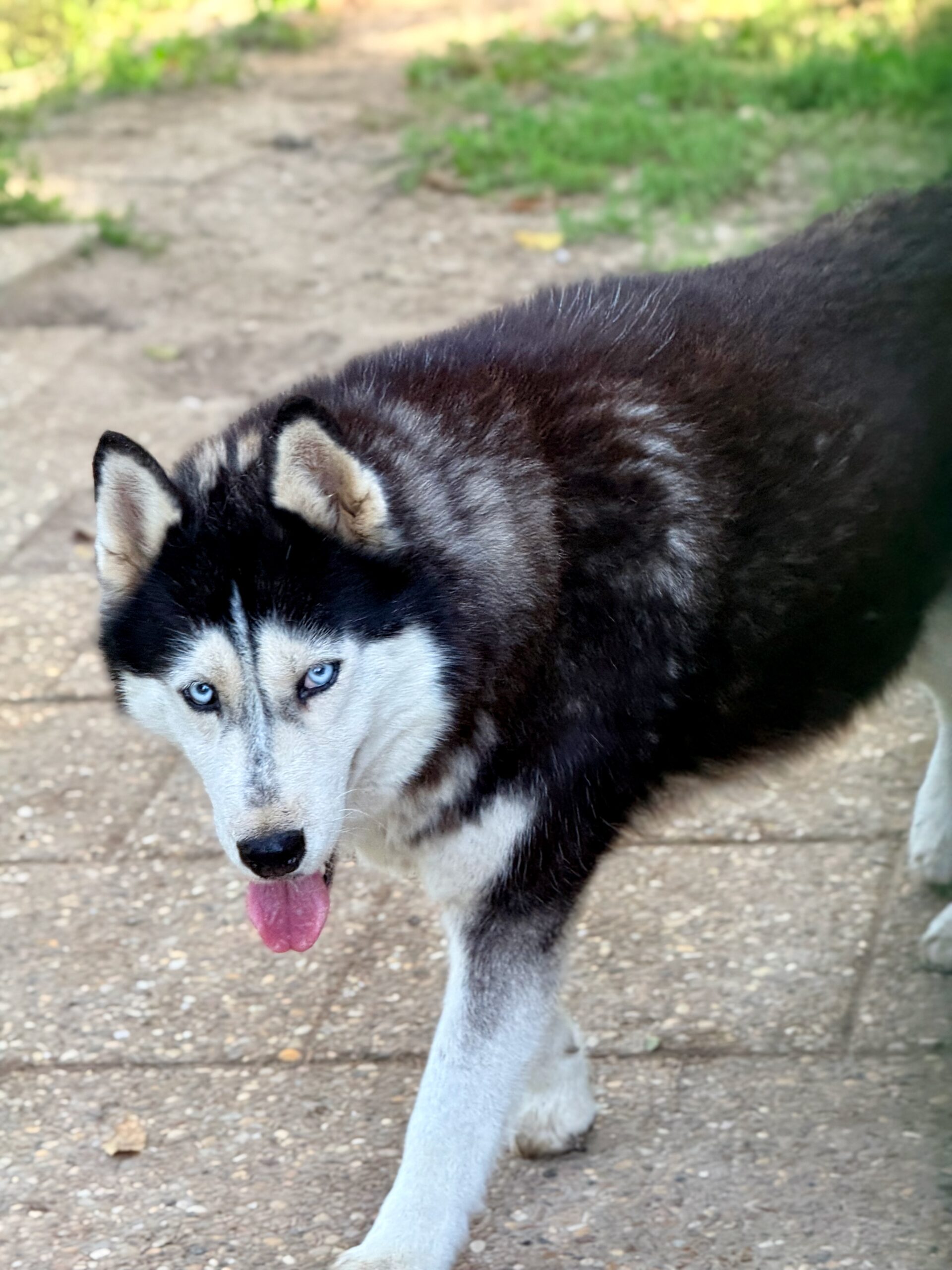 Inna de Husky du Vercors
