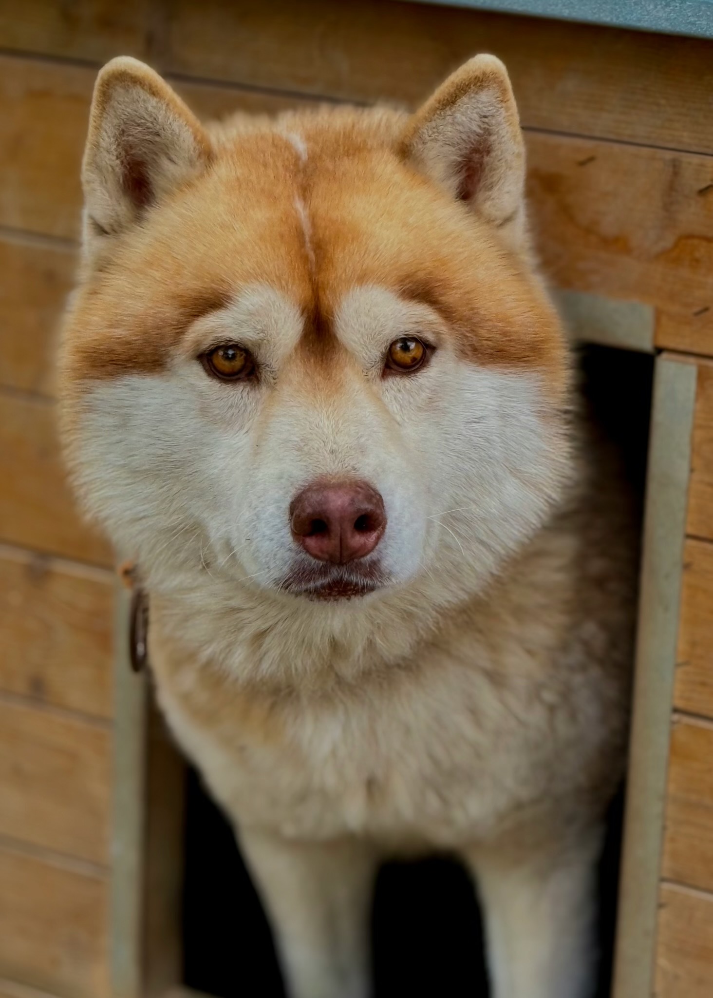 Husky à vendre