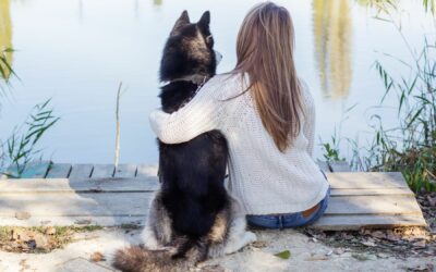 Le Husky : un chien pour moi ?