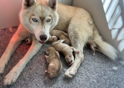 Alaska & Orion