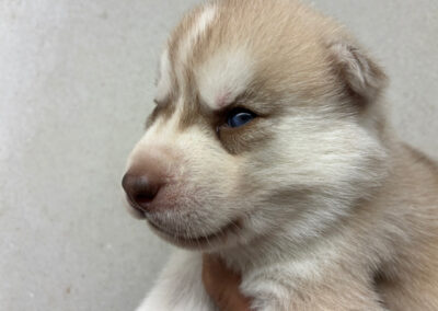 Mâle roux/beige aux yeux bleus clair (Alaska & Orion)