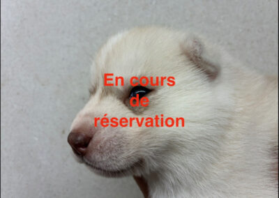 Femelle rousse/beige clair aux yeux miel (Alaska & Orion)