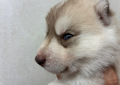 Femelle rousse/beige aux yeux miel (Alaska & Orion)