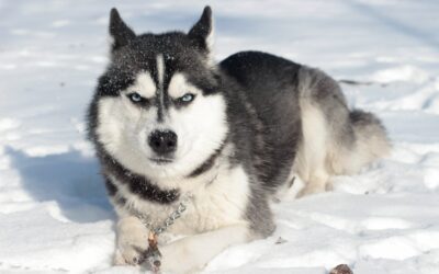 Chiots Husky à vendre sur Le Bon Coin : attention aux arnaques !