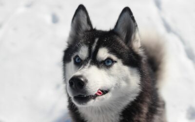 Le Husky : un chien pour moi ?